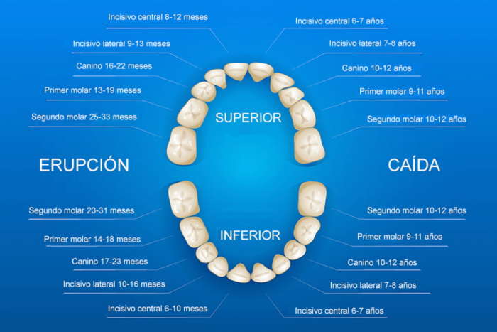 ¿Cuándo Comienzan Los Niños A Perder Los Dientes De Leche?