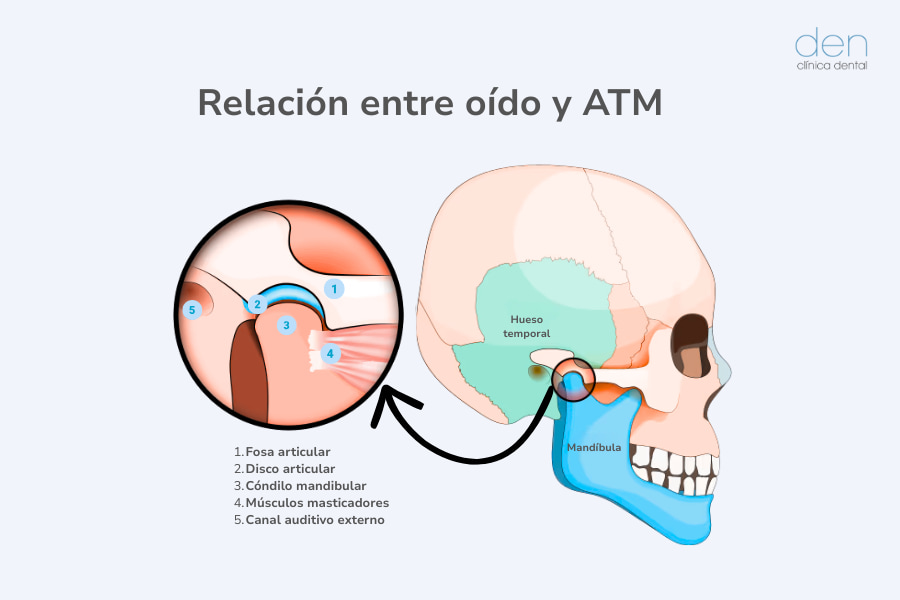 Relación entre mandíbula y oído